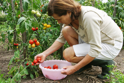 Sparen durch den Eigenanbau von Obst, Gemüse und frischen Kräutern